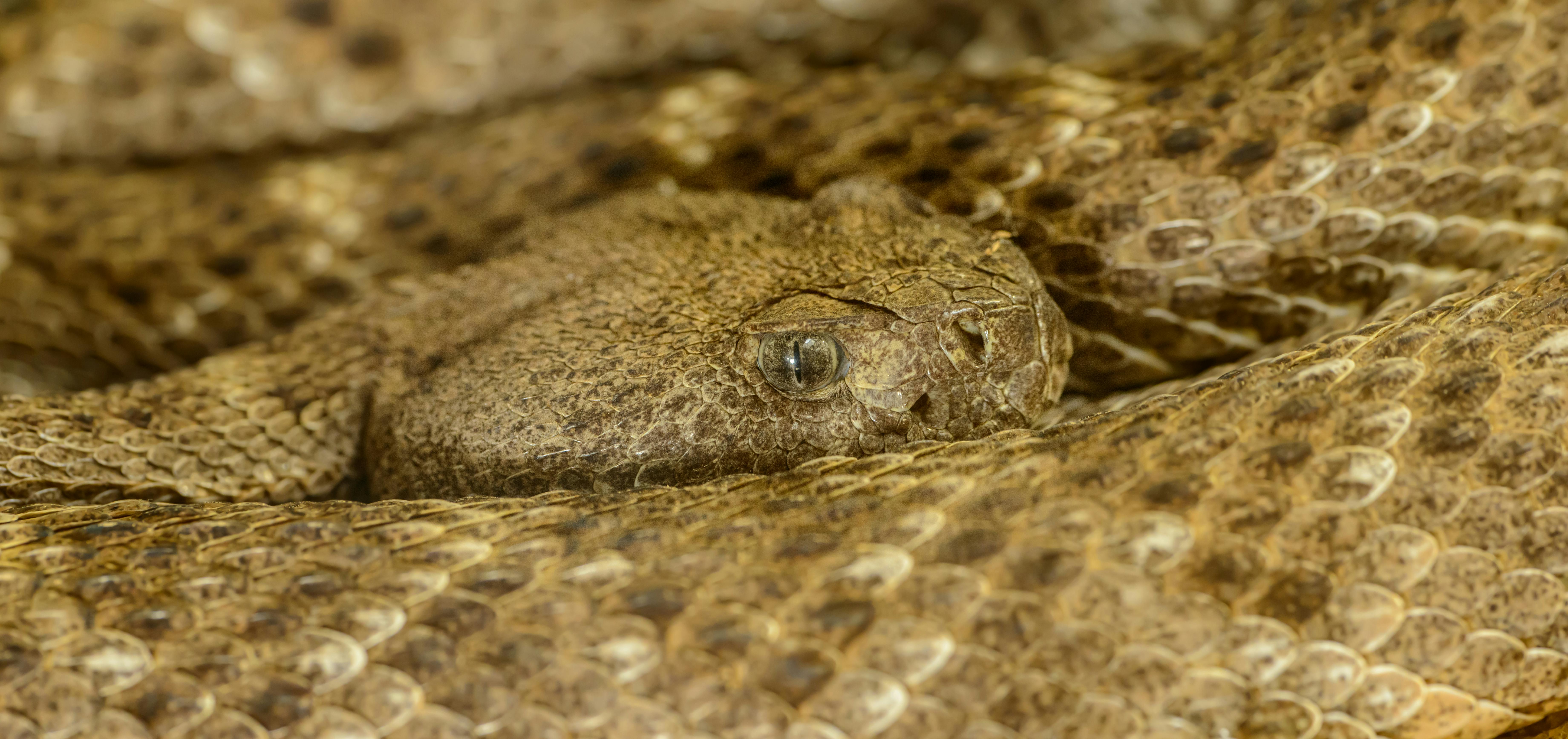 Ambush Behavior
