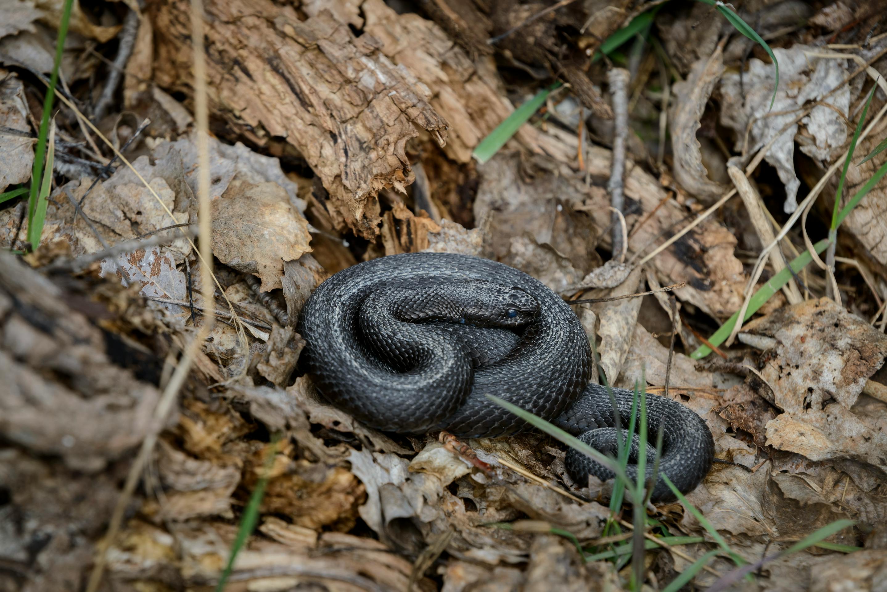 Snake in natural habitat