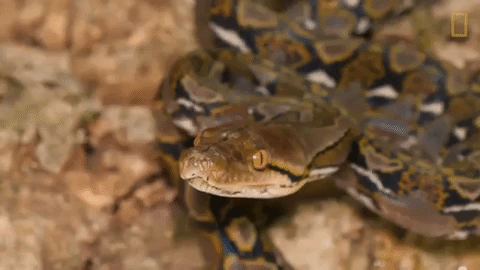 Animated Snake