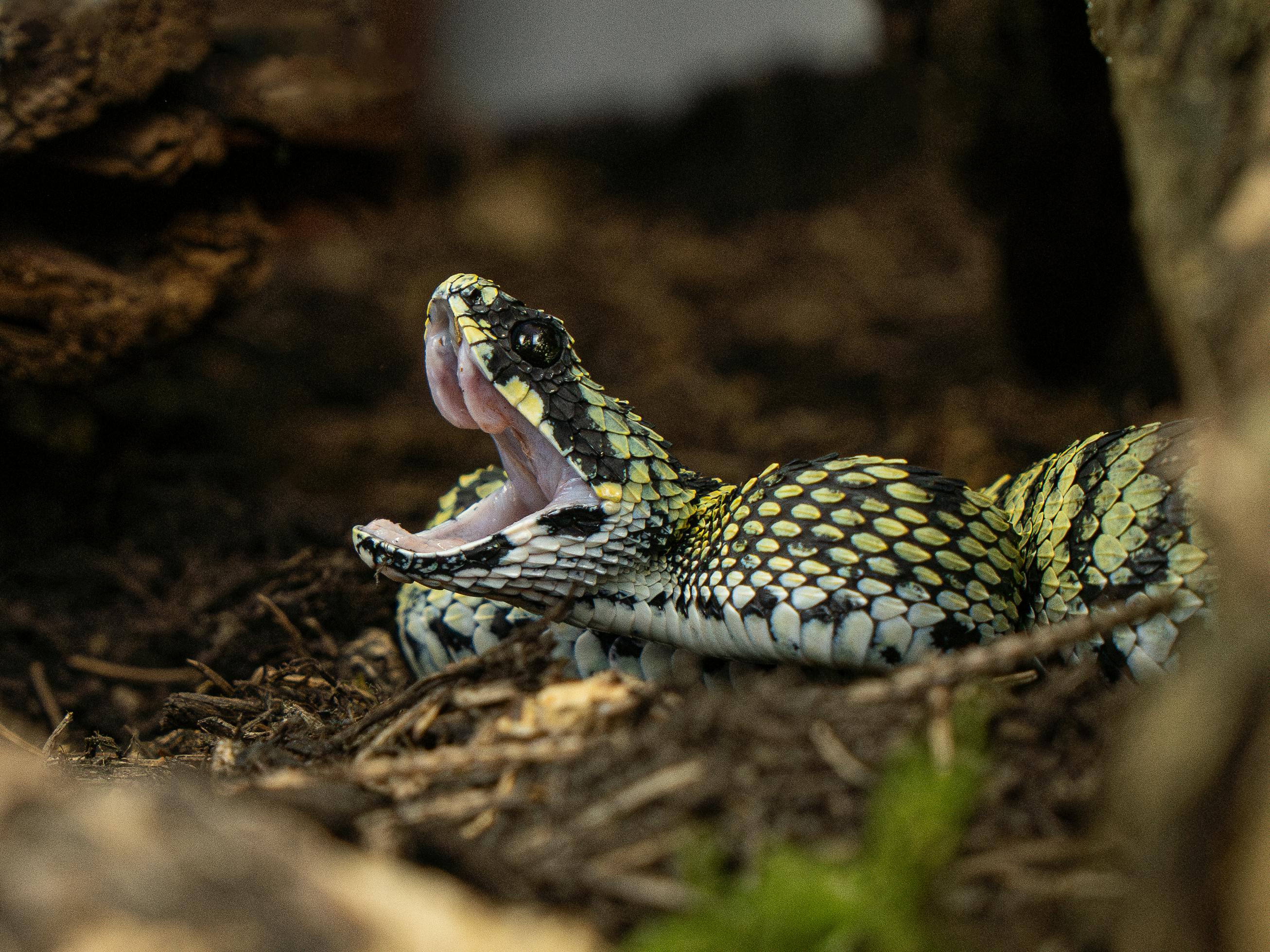 Venomous Snakes