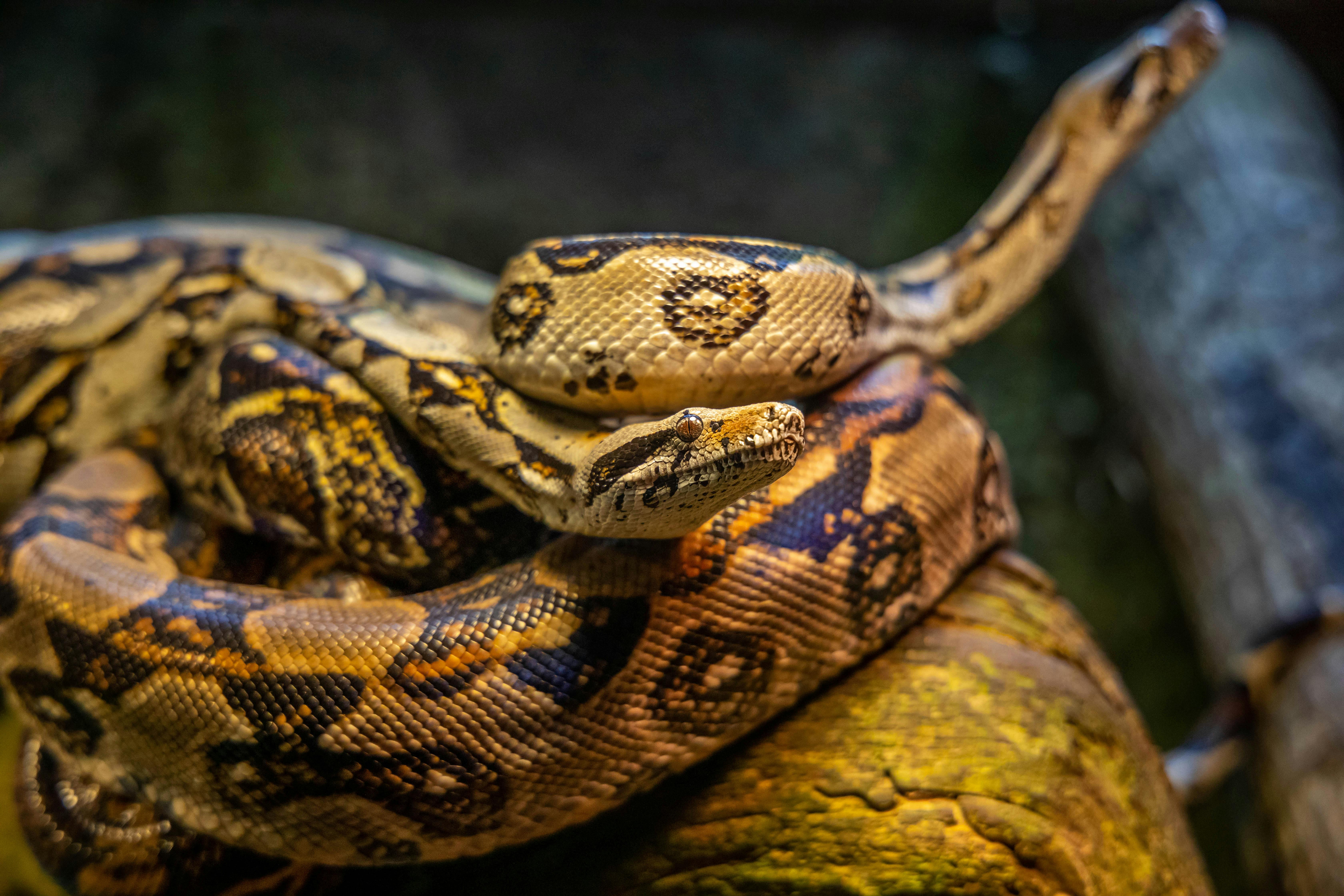 Venomous Snake
